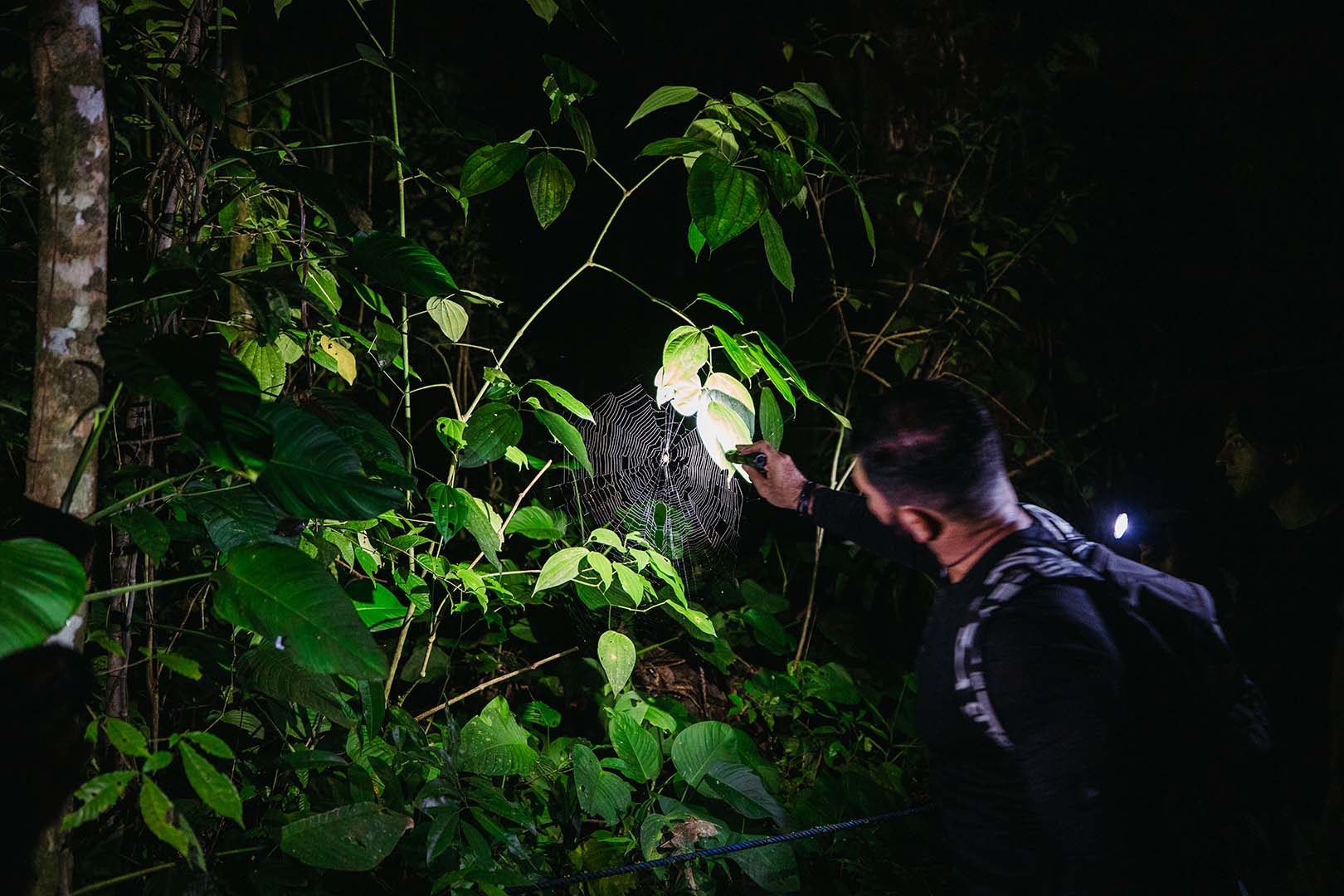 landscape caminata nocturna bosque tropical